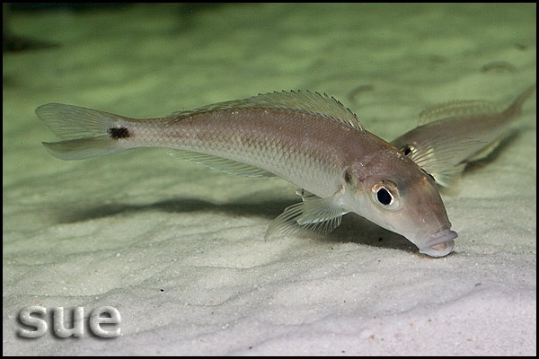 Grammatotria lemairii 'Katete'